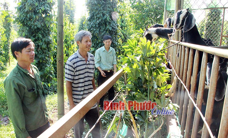 Dê tăng giá - thận trọng tăng đàn