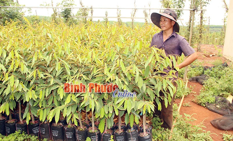 Nghĩa Bình: Nhiều hộ chạy đua với cây sầu riêng