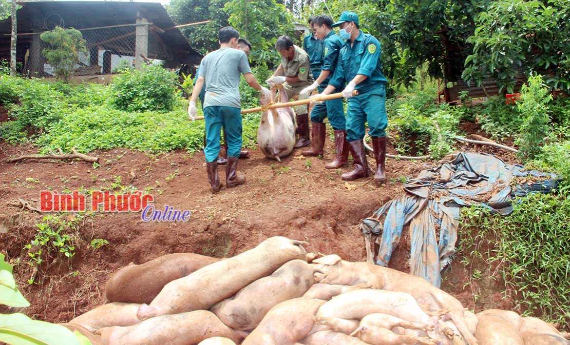 Phước long phát hiện 8 ổ dịch tả lợn Châu Phi