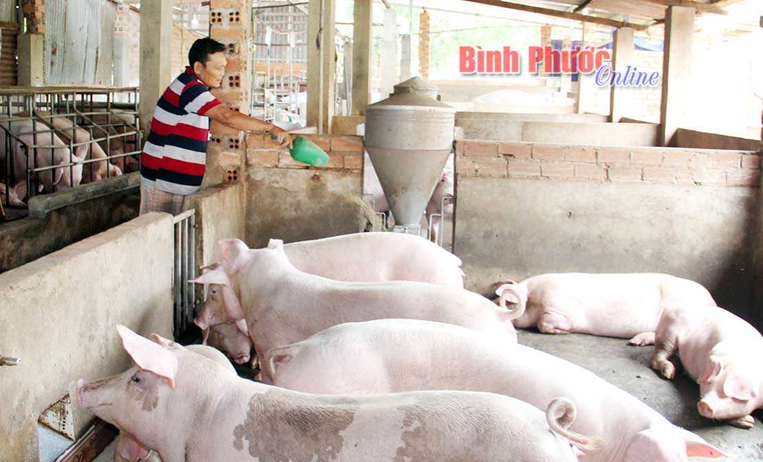 Giải pháp cấp bách phòng, chống dịch tả lợn châu Phi ở Bù Gia Mập