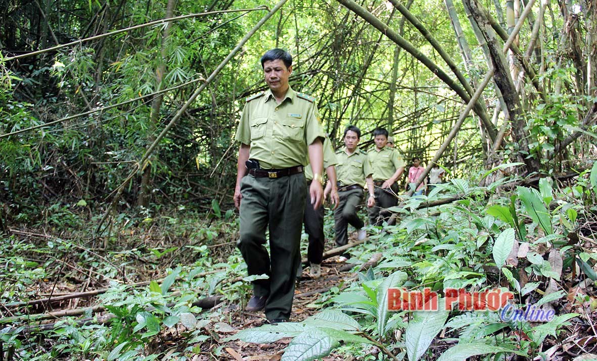 Bảo vệ “lá phổi xanh”