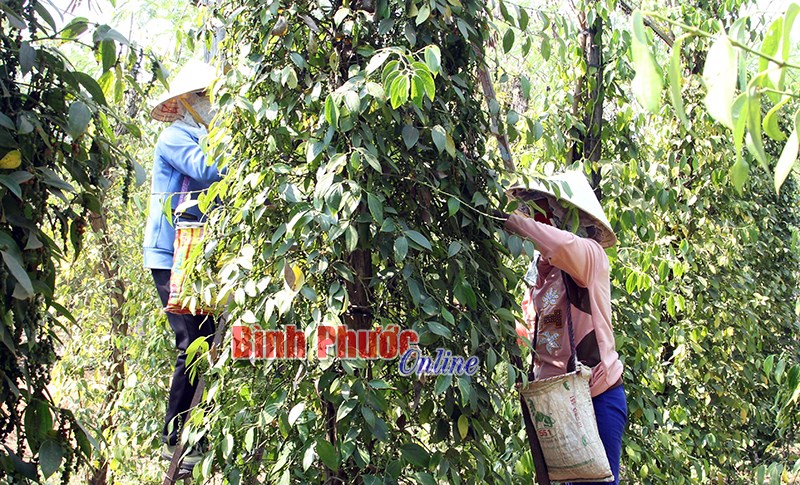 Nhiều giải pháp chống hạn mùa khô