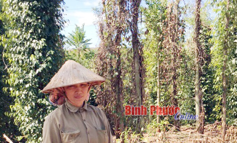 Thêm giải pháp phòng trừ bệnh trên cây tiêu