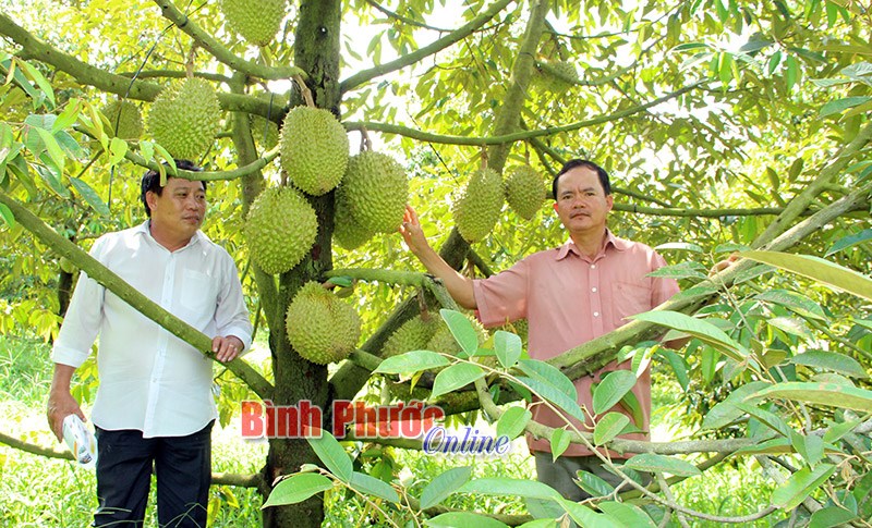 Kinh tế nông nghiệp nhìn từ chuỗi liên kết - Bài cuối