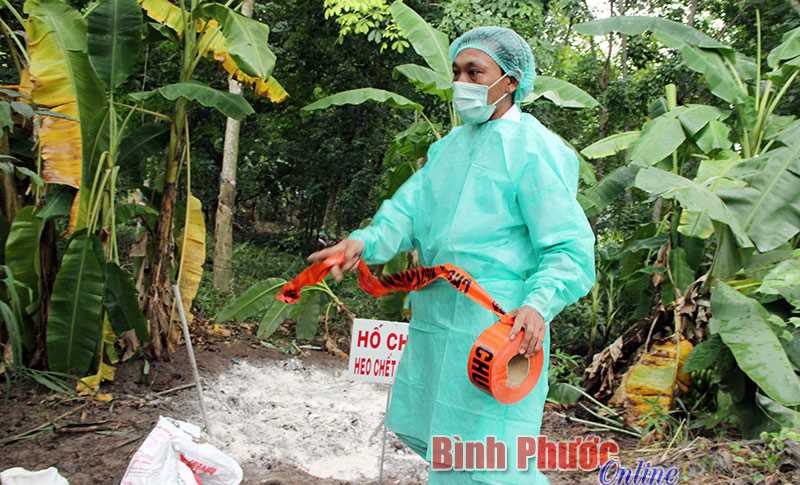 Đồng Phú xuất hiện thêm 2 ổ dịch tả lợn châu Phi