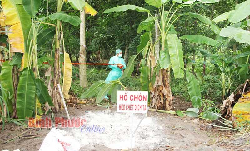 Khẩn cấp ứng phó với bệnh dịch tả lợn châu Phi