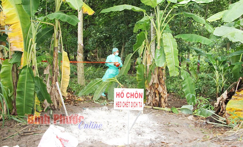 Đồng Phú công bố dịch tả lợn châu Phi