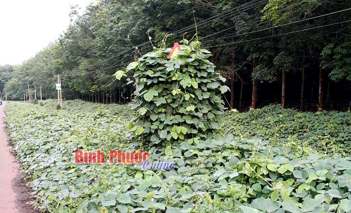 Biển b&aacute;o nguy hiểm bị d&acirc;y leo bao quanh