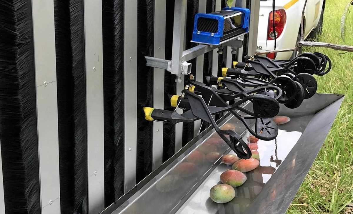 Australia thử nghiệm robot hái xoài đầu tiên trên thế giới
