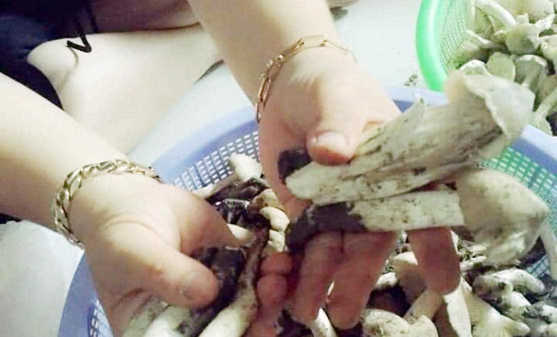 Nấm mối vào mùa