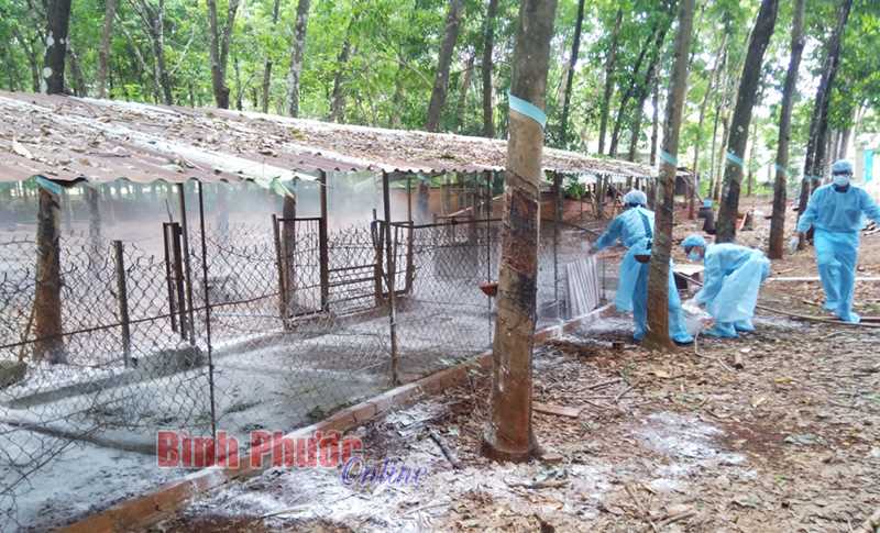 Xuất hiện ổ dịch tả lợn châu Phi thứ 2 tại xã Long Hà