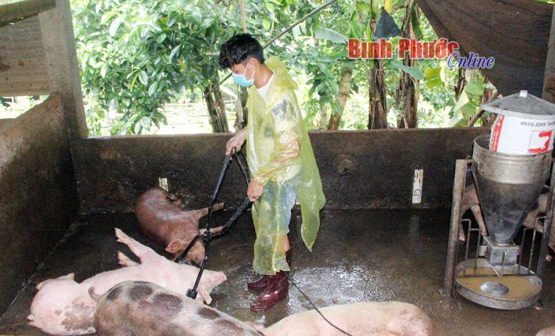 Phước Long phát hiện 5 ổ dịch tả lợn châu Phi