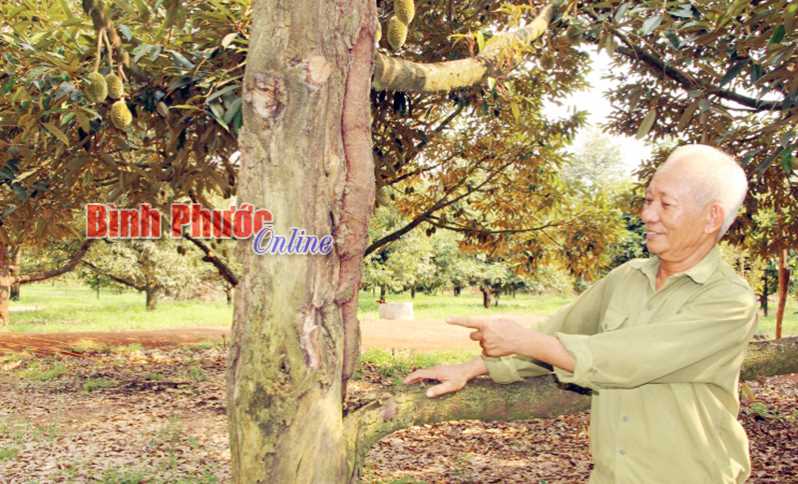 Hiệu quả kép chăm sóc hữu cơ cây sầu riêng