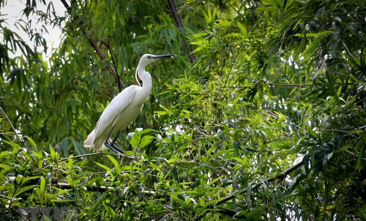 Ngăn chặn suy giảm và suy thoái đa dạng sinh học ở Việt Nam