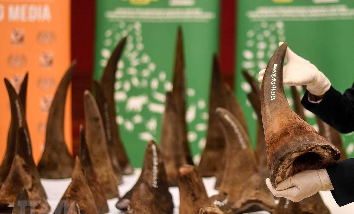 Nam Phi ngăn chặn số lượng lớn sừng tê giác tiêu thụ tại Đông Nam Á