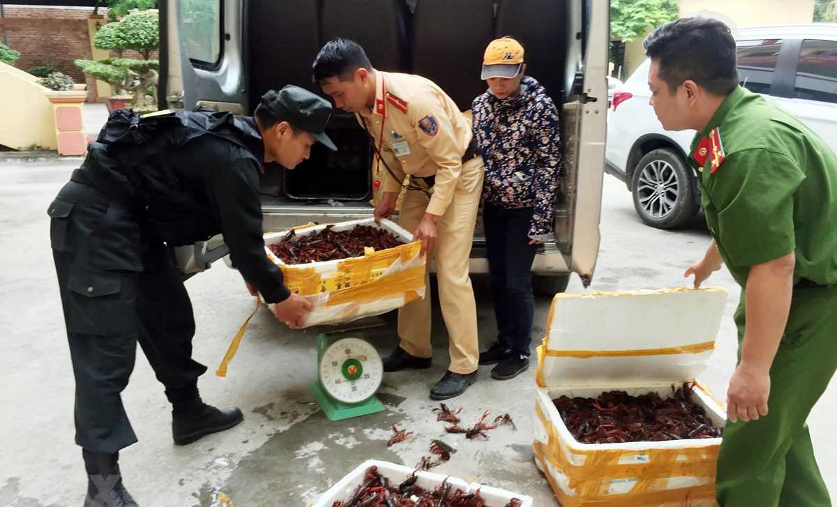 Kiểm tra phản ánh tôm hùm đất được bày bán số lượng lớn