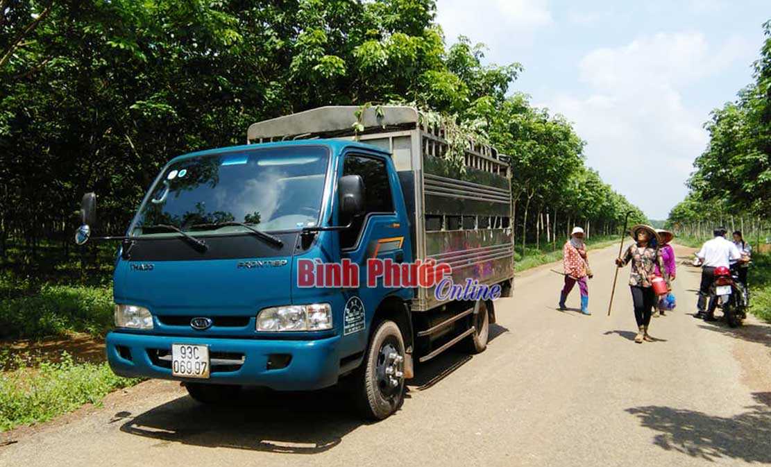 Bắt giữ xe ô tô chở 2.073kg heo không có giấy tờ hợp pháp