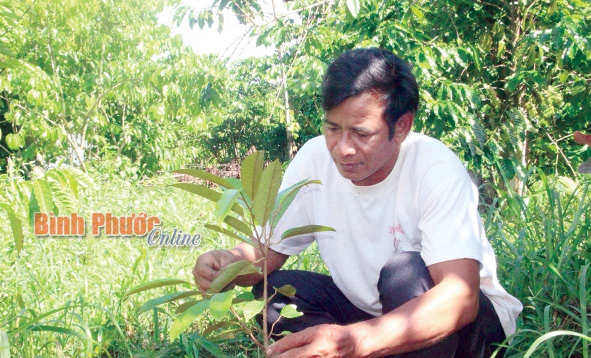 Anh Điểu Sơn được hỗ trợ trồng sầu ri&ecirc;ng