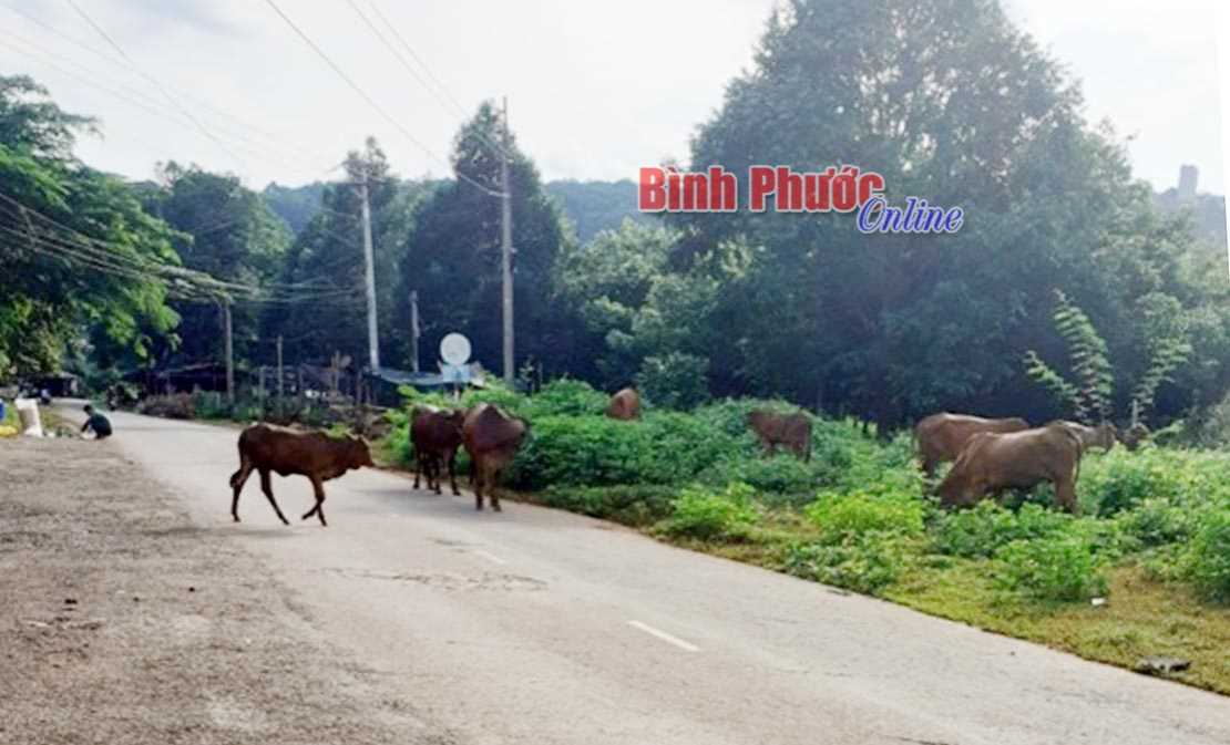 Chăn thả trâu, bò trên đường