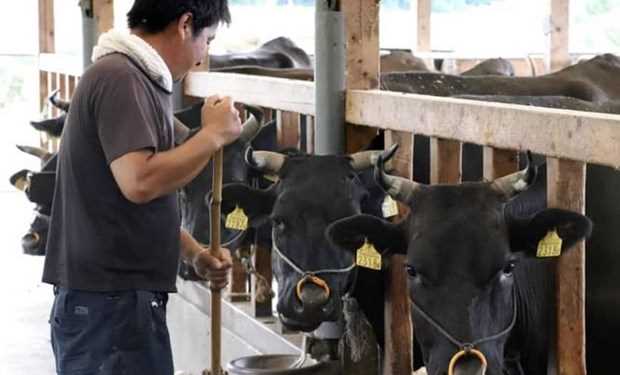 Mỹ nhất trí tăng hạn ngạch nhập khẩu thịt bò Nhật Bản