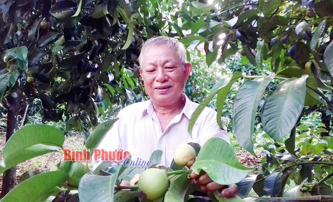 Nhà nông Lộc Thái liên kết phát triển cây ăn trái có múi