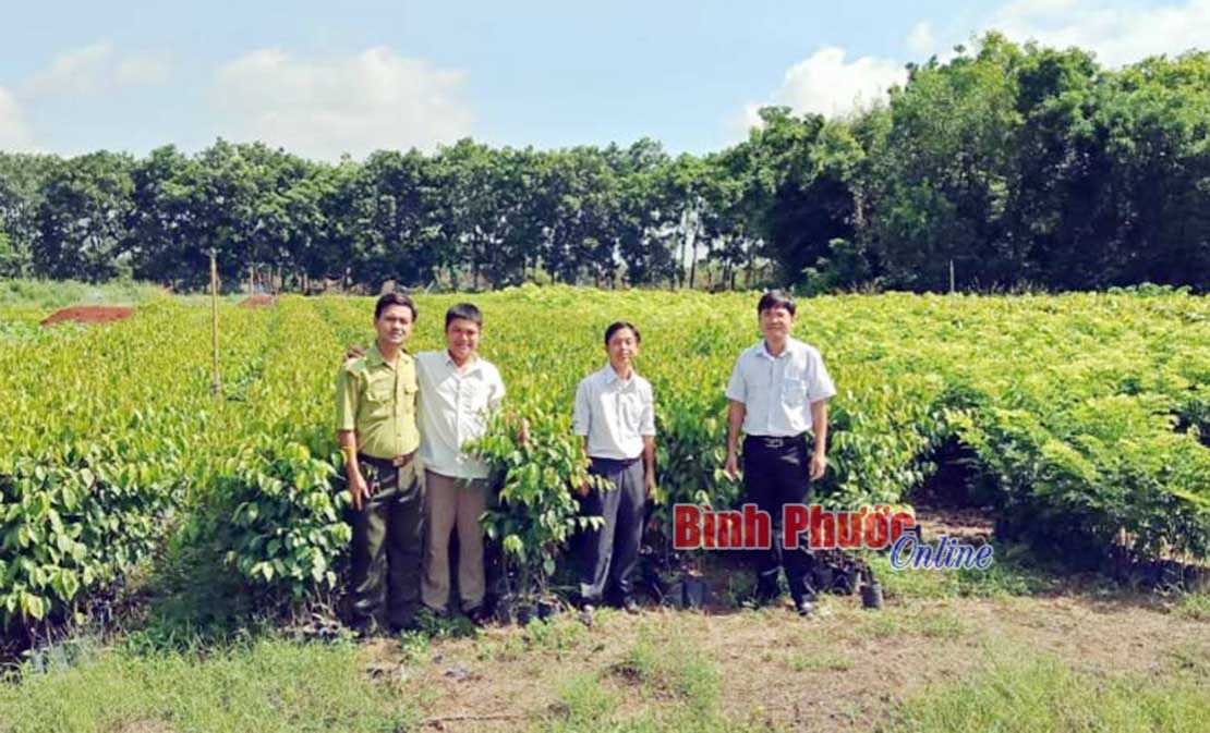 Phân bổ 40.706 cây lâm nghiệp phân tán