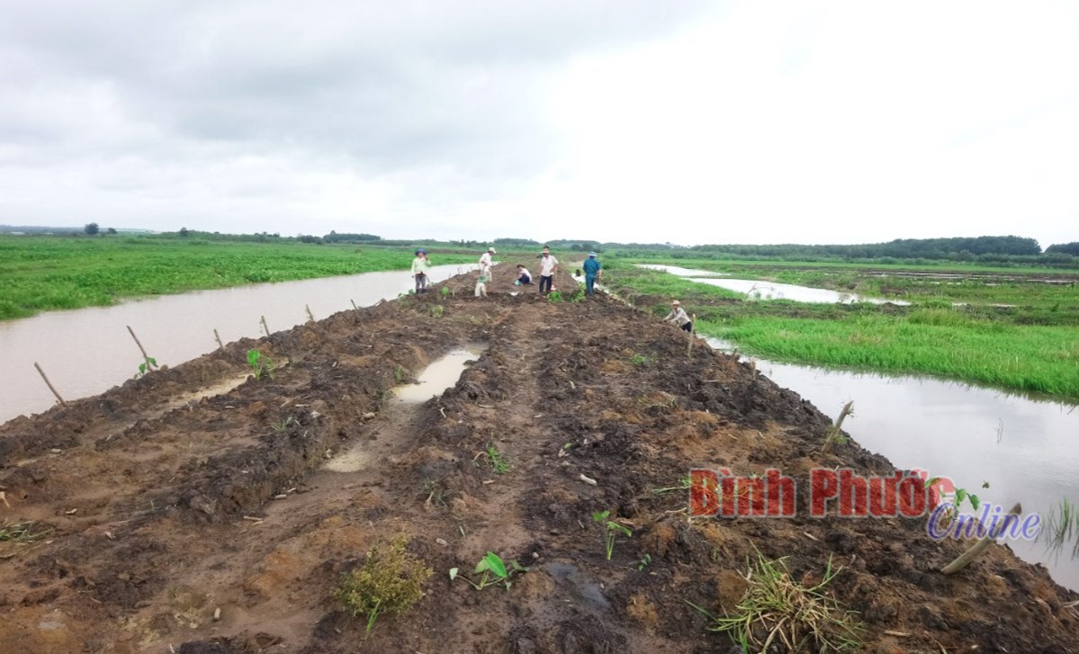 Kênh thoát nước bị lấp, 20 ha lúa ở Tân Thành bị ngập