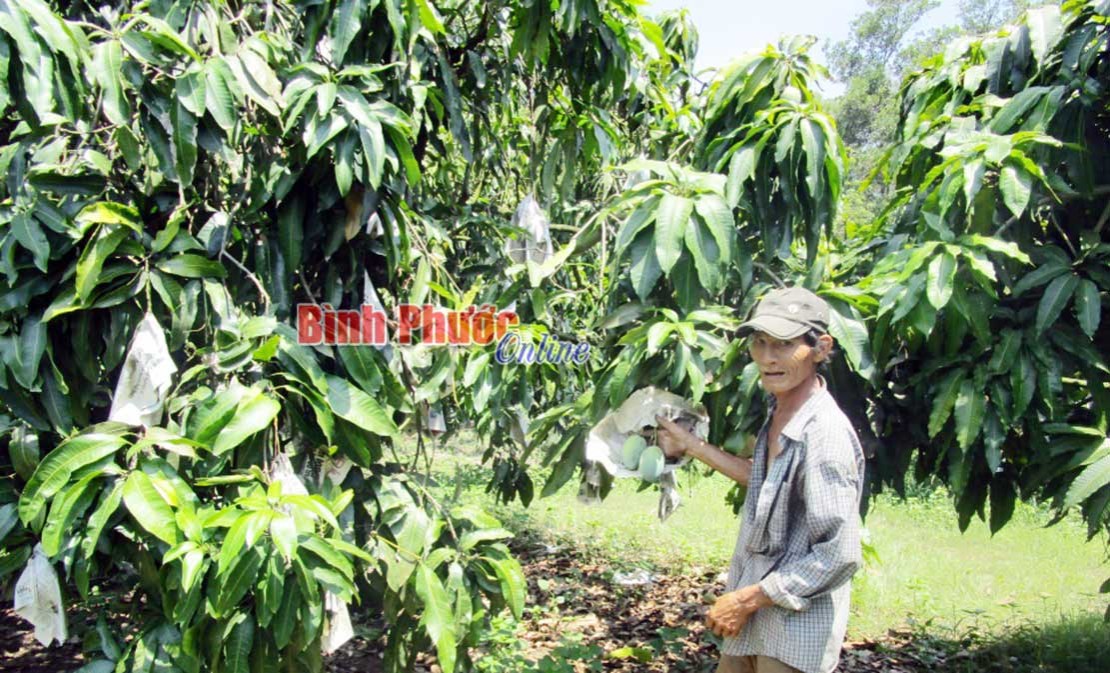 Mô hình ghép cây ăn trái hiệu quả