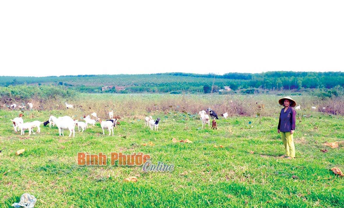 Hộ chị N&ocirc;ng Thị D&igrave;u vươn l&ecirc;n tho&aacute;t ngh&egrave;o