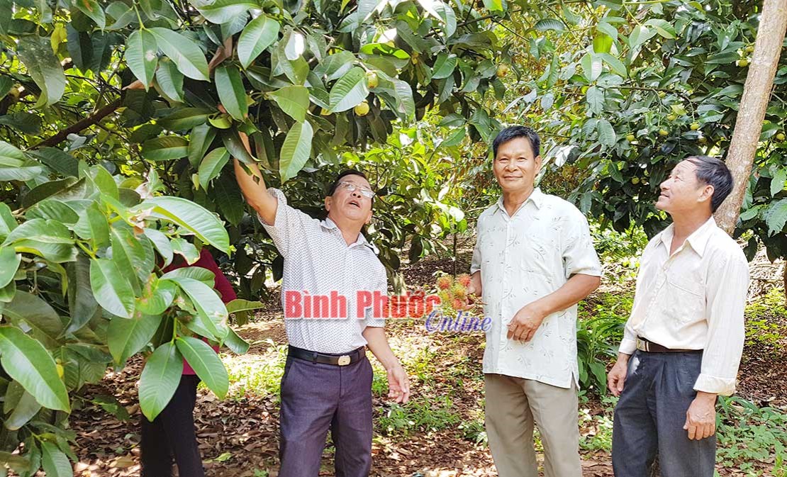 Miệt vườn thu nhỏ của thương binh Trần Thanh Sơn