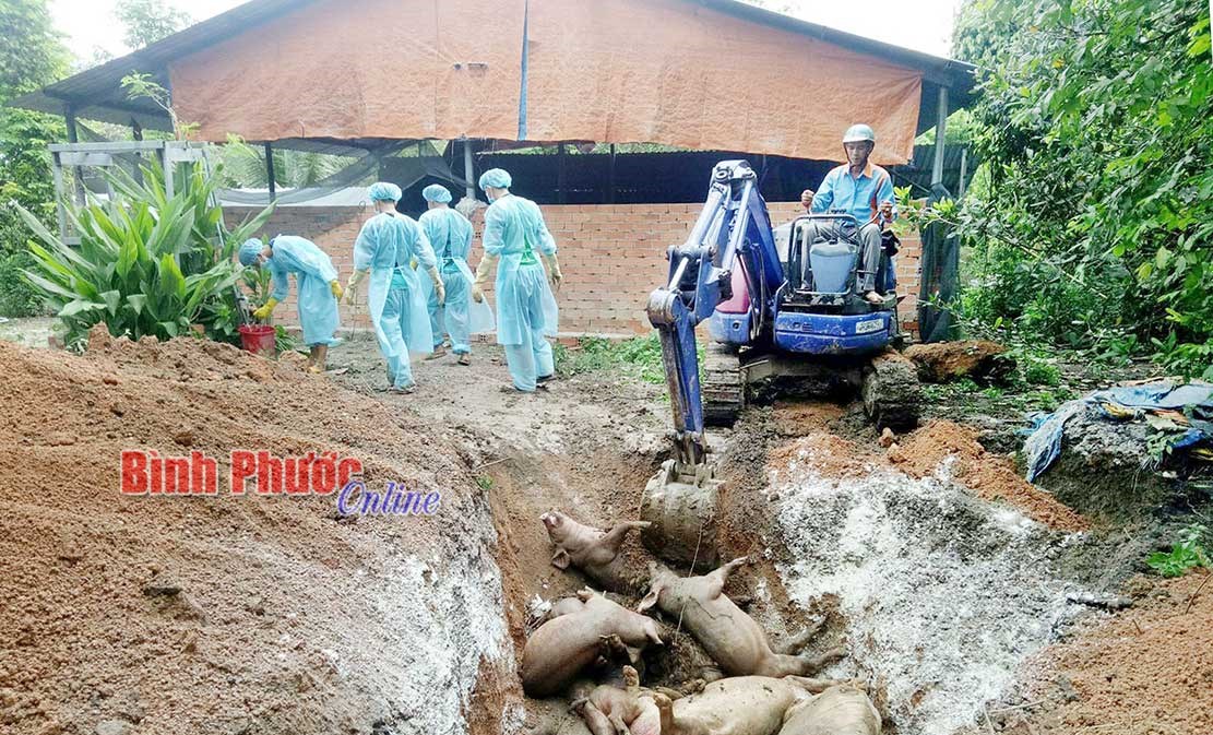 Nguy cơ lây nhiễm dịch tả lợn châu Phi từ chăn nuôi thả rông