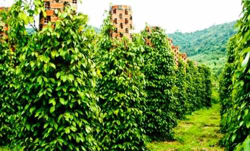 Lộc Ninh có 4.930 ha hồ tiêu