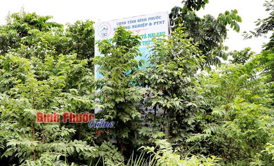 Pa-nô giữa bụi rậm