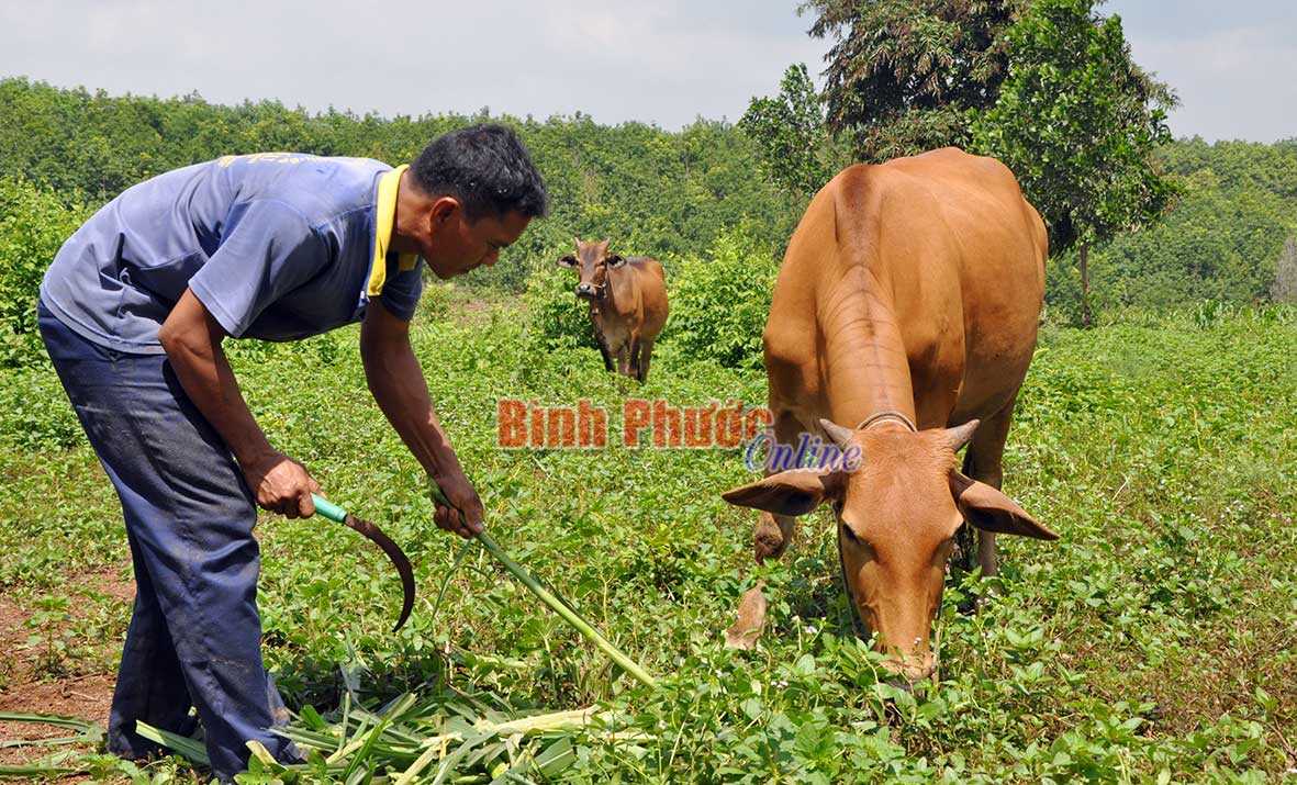 Đồng Phú phát huy hiệu quả tín dụng chính sách