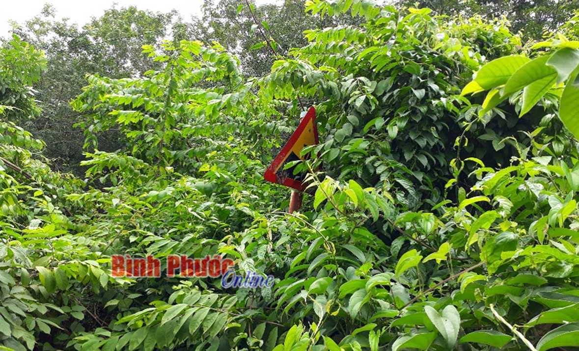 Biển báo “trốn” nắng