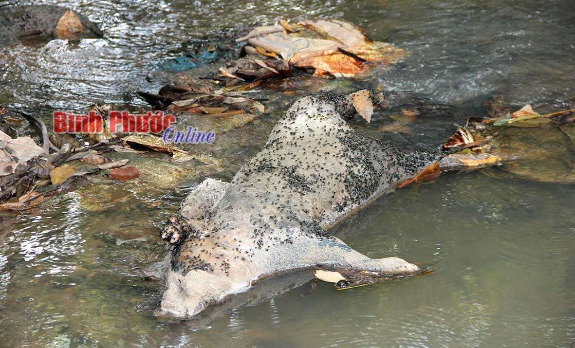 Xác heo trôi trên suối Dung