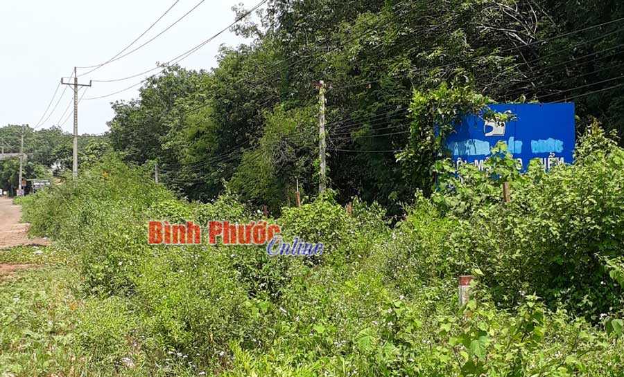 Pa-nô trong bụi rậm