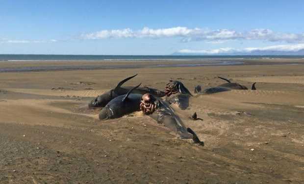 Lại phát hiện đàn cá voi chết và mắc cạn bí ẩn ở bờ biển Iceland