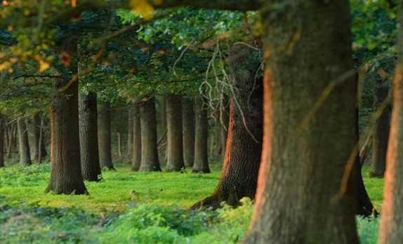 Trái Đất nóng lên đã làm thay đổi quần thể thực vật tại Pháp