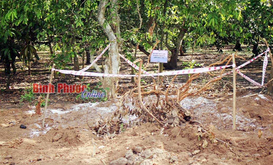 Phú Riềng: 7 xã xảy ra dịch tả lợn châu Phi