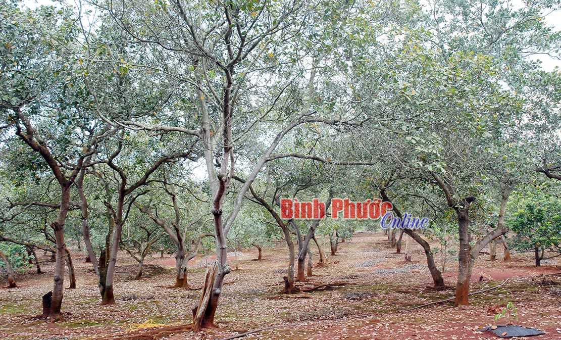 Bất cập v&igrave; luật chưa điều chỉnh