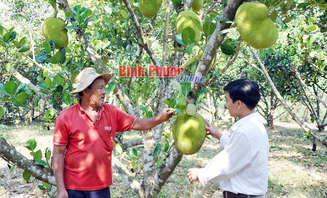 Mít ngọt có thành “đắng”?