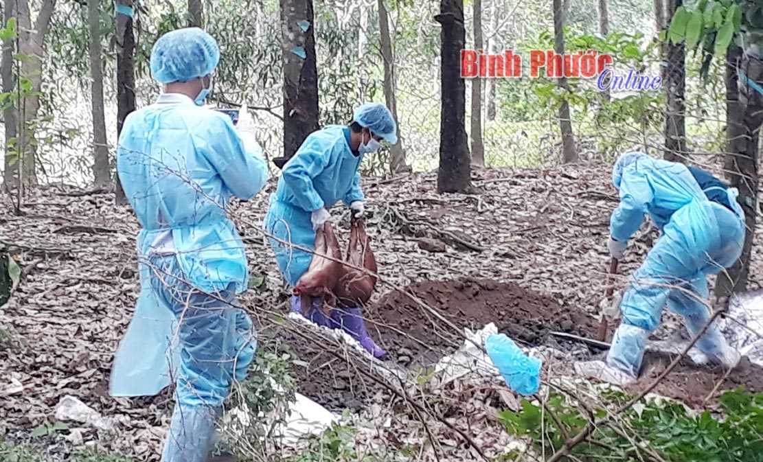 Phú Riềng: 4 xã xảy ra dịch tả lợn châu Phi