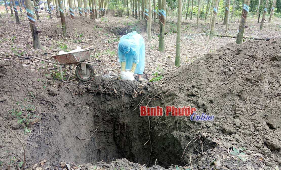 Đồng Phú: Tiêu hủy 3,1 tấn lợn mắc bệnh dịch tả lợn châu Phi