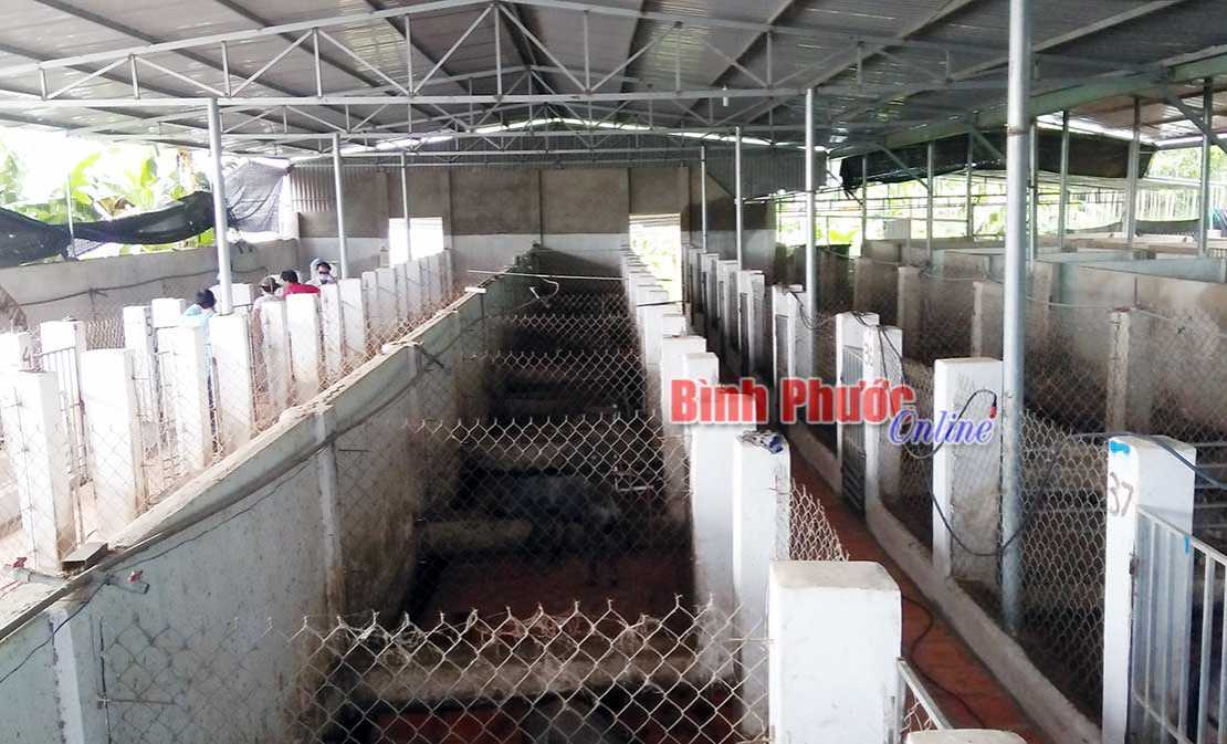 Chơn Thành phát hiện thêm 1 ổ dịch tả lợn châu Phi