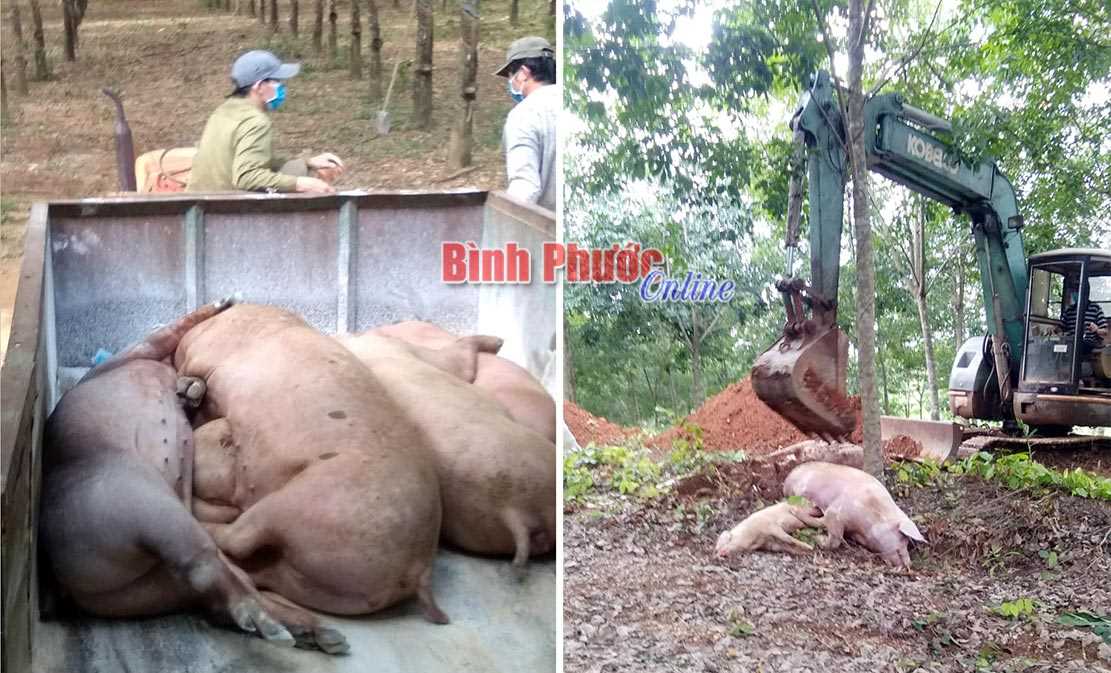 Hớn Quản: Tiêu hủy 134 con heo mắc dịch tả châu Phi