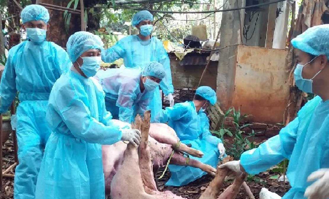 Phú Riềng: Hỗ trợ đợt 1 cho người có lợn bị tiêu hủy