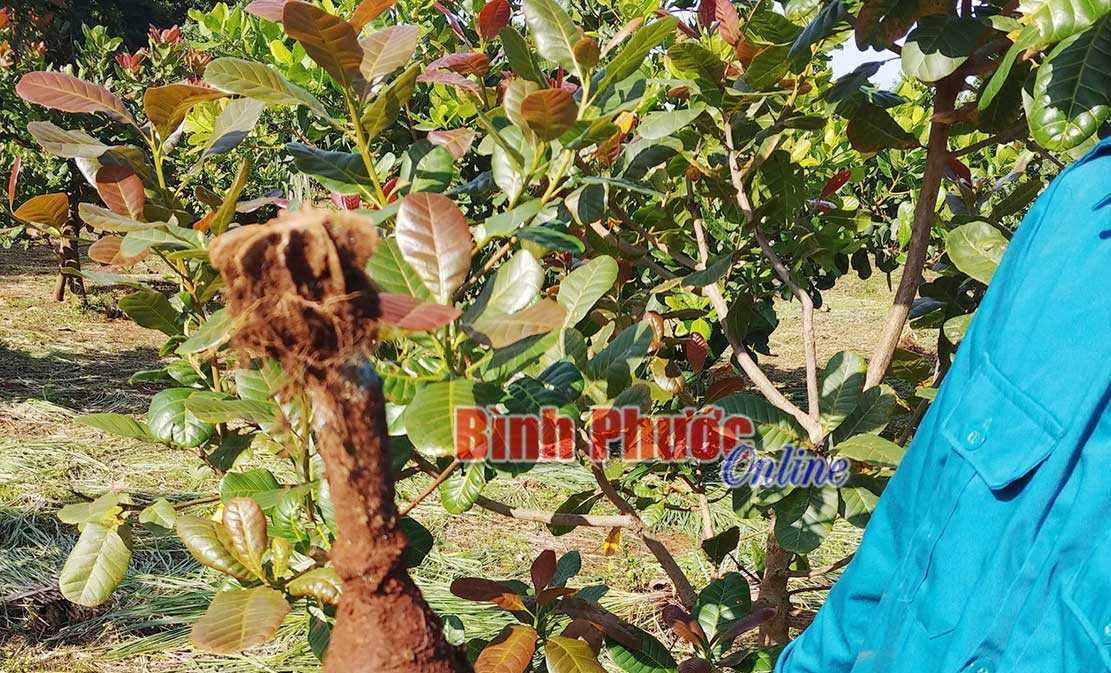 Thọ Sơn tháo gỡ thành công quả đạn cối 8 ly