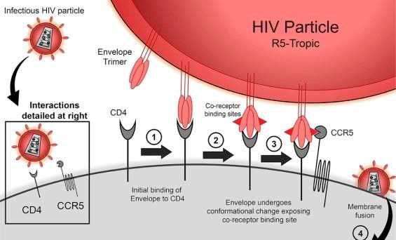 Phát hiện đột biến gene thứ hai liên quan đến khả năng kháng HIV
