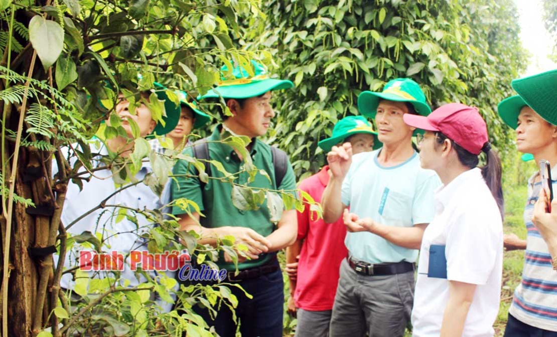 Chuyên gia Nhật Bản hướng dẫn nông dân Bình Phước canh tác hữu cơ